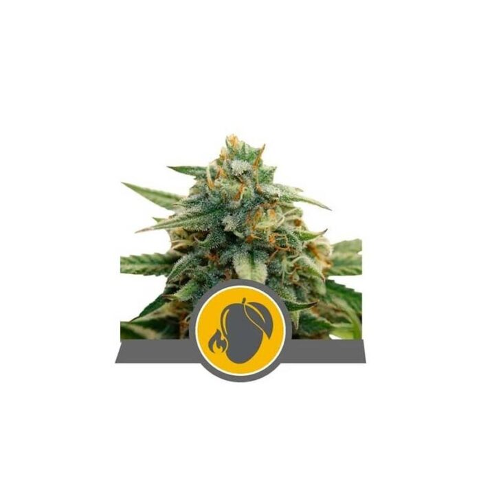 MANGO CRUNCH REG. X10-ROYAL QUEEN SEEDS