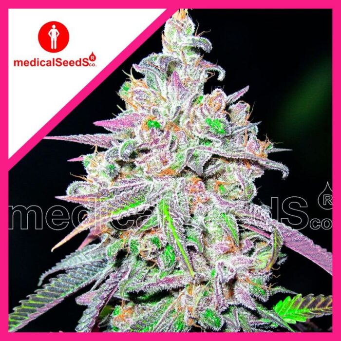 MENDOCINO CHANEL KUSH FEM X3+2-MEDICAL SEEDS