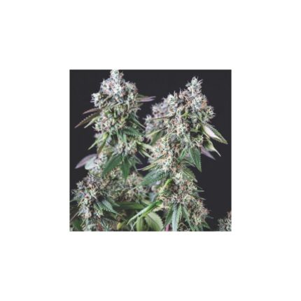 MENDOCINO PURPLE KUSH FEM X3+1-PYRAMID SEEDS