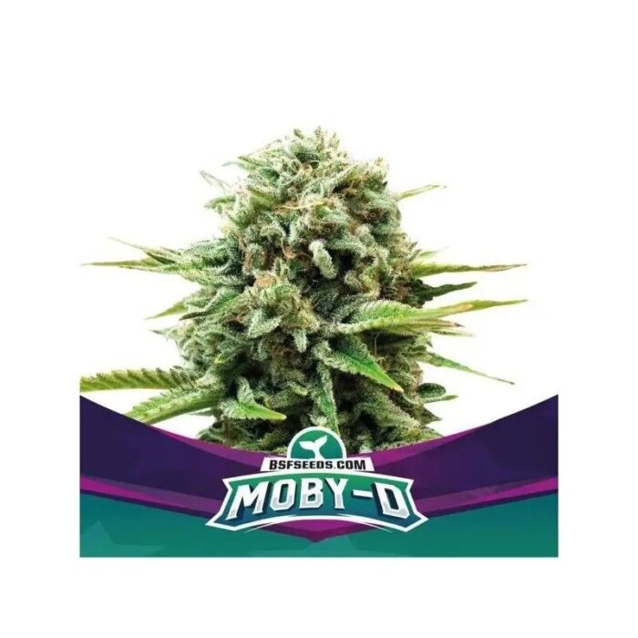 MOBY-D FEM X12-BSF