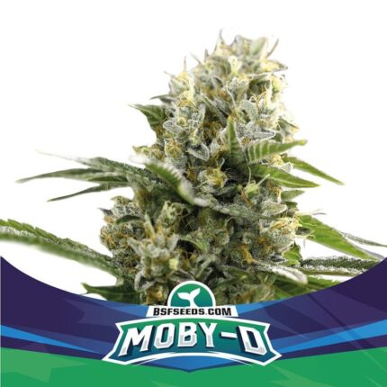 MOBY-D XXL AUTO X2-BSF