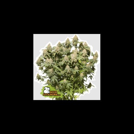 MOBY DICK FEM X100-SEEDSTOCKERS