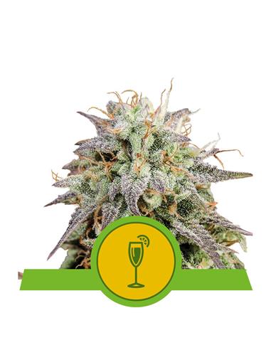 Mimosa Auto X1 - Royal Queen Seeds