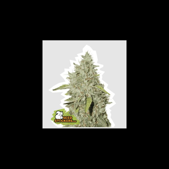 NORTHERN LIGHTS AUTO X100-SEEDSTOCKERS