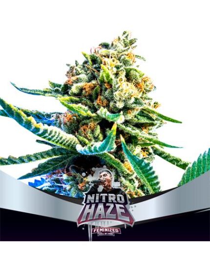 Nitro Haze - Bsf Seeds