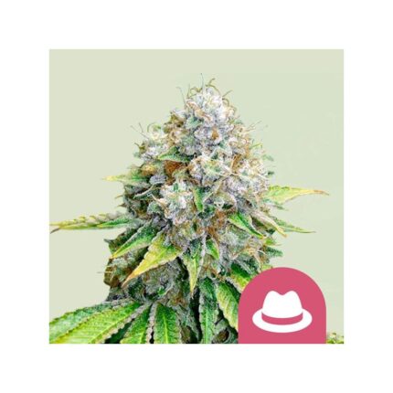 O.G. KUSH FEM X100-ROYAL QUEEN SEEDS