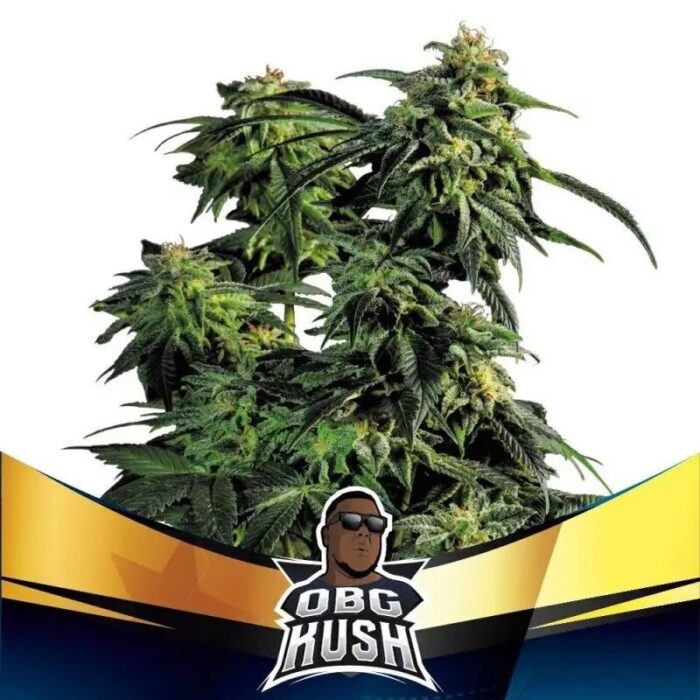 OBG KUSH FAST FEM X2-BSF