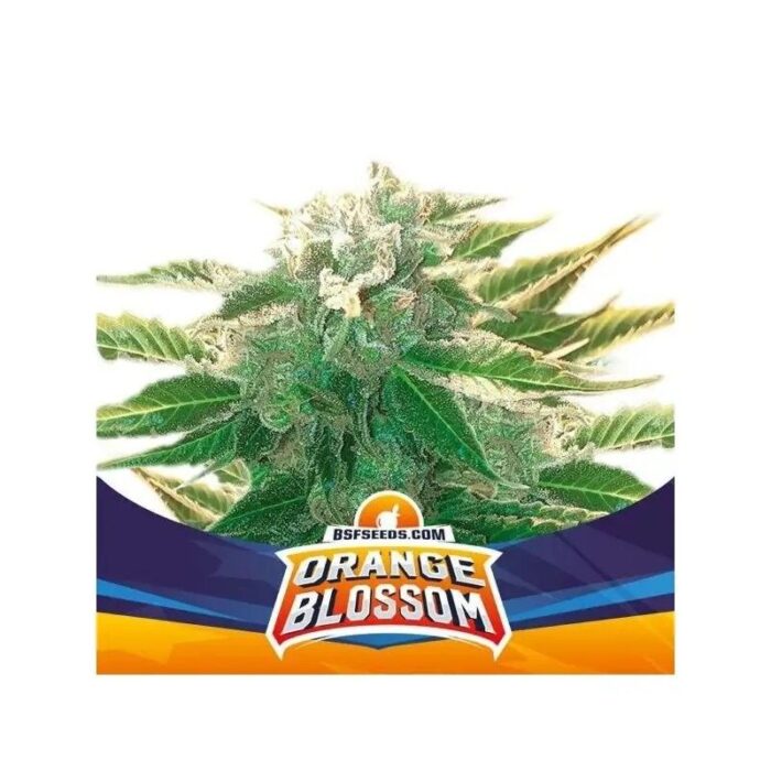 ORANGE BLOSSOM XXL AUTO X12-BSF