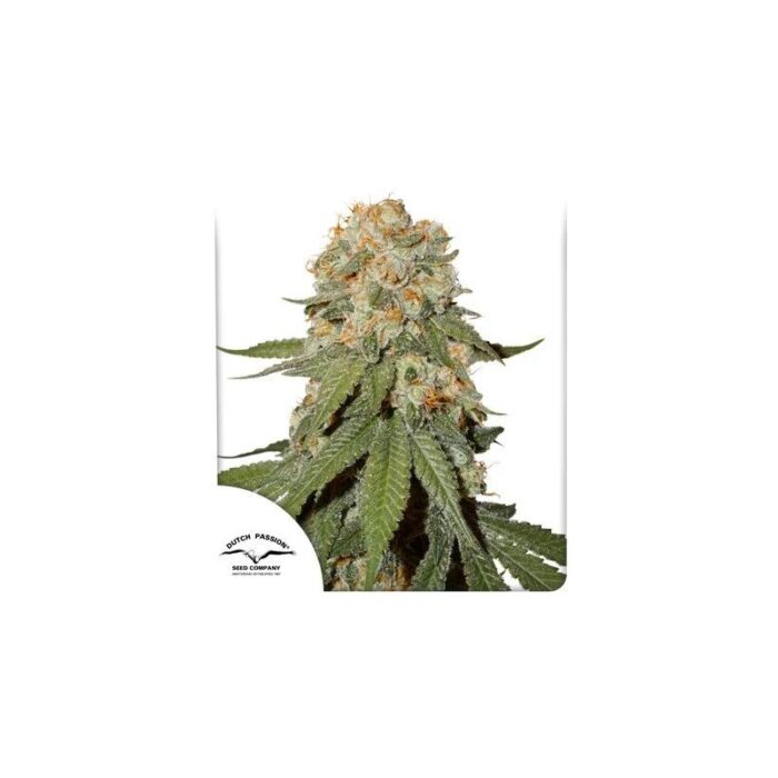 ORANGE BUD FEM X25-DUTCH PASSION