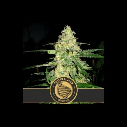 ORIGINAL CLON FEM X3 -BLIMBURN SEEDS