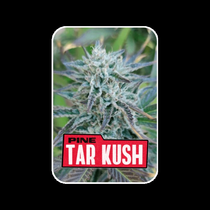 PINE TAR KUSH L.E. X2-BSF