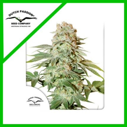 POWER PLANT AUTO X3-DUTCH PASSION