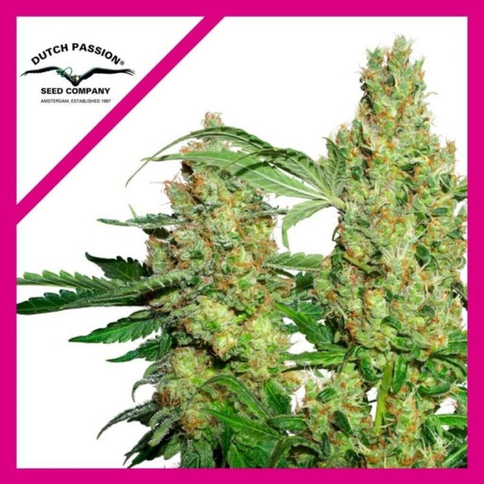 POWER PLANT FEM X3-DUTCH PASSION