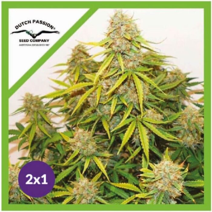 PROMOCION 2X1 BROOKLYN SUNRISE AUTO X3-DUTCH PASSION