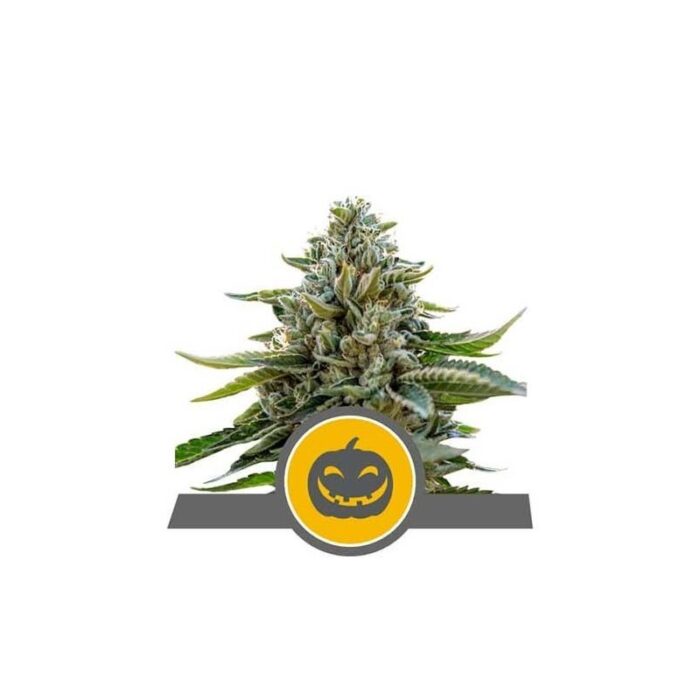 PUMPKIN KUSH REG. X10-ROYAL QUEEN SEEDS