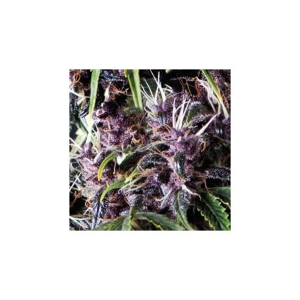 PURPLE AUTO X5+2 -PYRAMID SEEDS