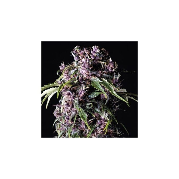 PURPLE  FEM X5+2-PYRAMID SEEDS