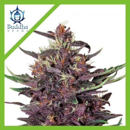 PURPLE KUSH AUTO X3+1-BUDDHA SEEDS