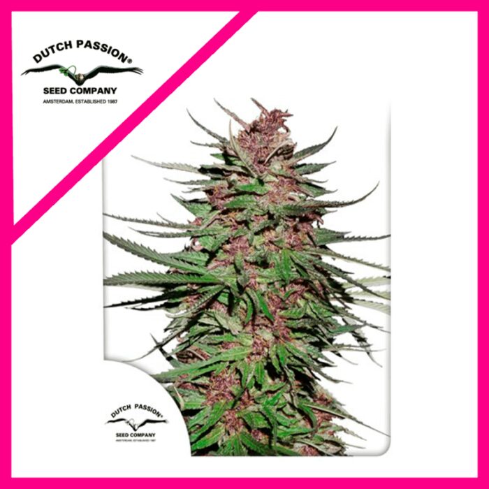 PURPLE N1 FEM X3-DUTCH PASSION