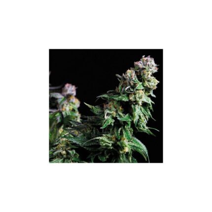 PURPLE URKLE  FEM X5+2-PYRAMID SEEDS