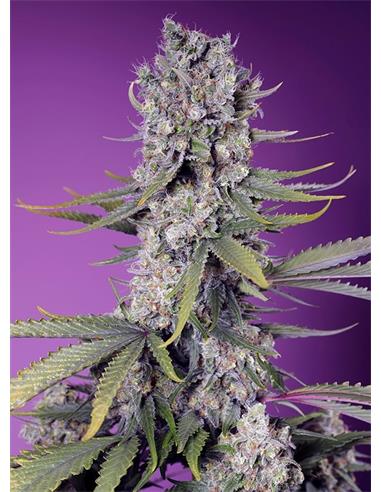 Papaya Zoap F1 3+1 Fast Version - Sweet Seeds