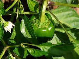 Planta de Pimiento con Macetero