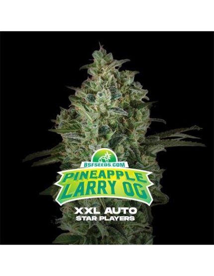 Pineapple Larry OG XXL Auto - X12 - BSF