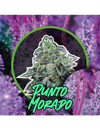 Punto Morado FV - Delirium Seeds