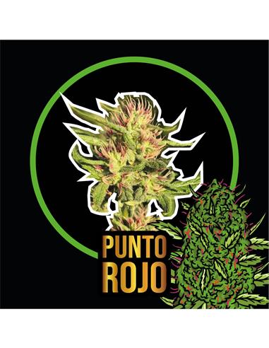 Punto Rojo Auto - Delirium Seeds