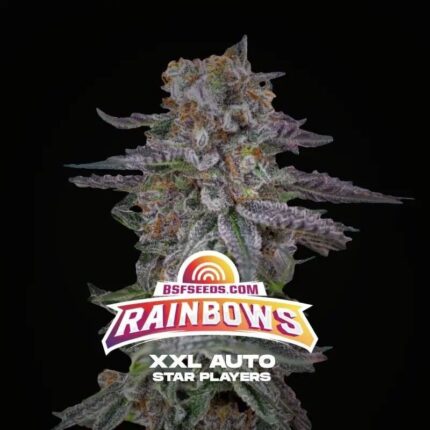 RAINBOWS XXL AUTO X12-BSF