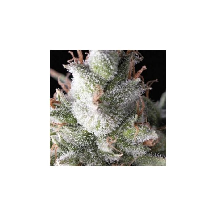 RAMSES AUTO X5+2 -PYRAMID SEEDS