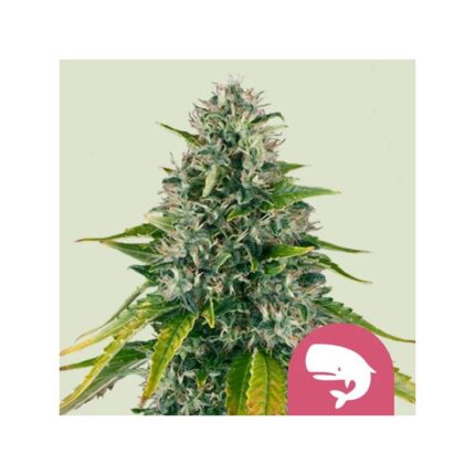 ROYAL MOBY FEM X100-ROYAL QUEEN SEEDS