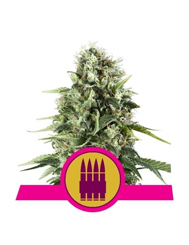 Royal AK X1 - Royal Queen Seeds