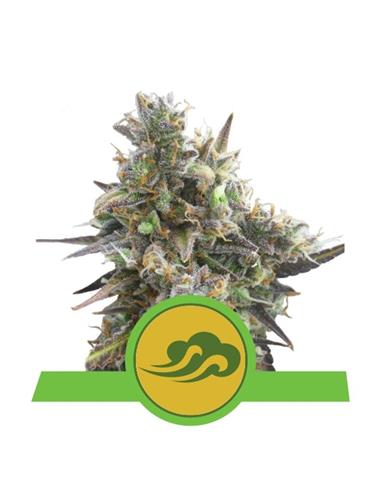 Royal Bluematic Auto X3 - Royal Queen Seeds