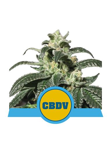 Royal CBDV Auto X1 - Royal Queen Seeds