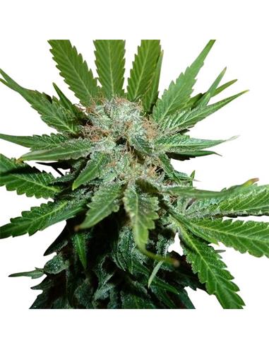 Royal Cheese Fast X1 - Royal Queen Seeds