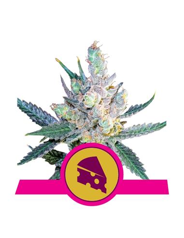 Royal Cheese Fast X10 - Royal Queen Seeds