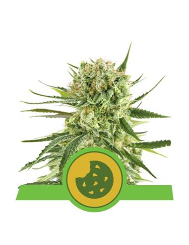 Royal Cookies Auto X3 - Royal Queen Seeds