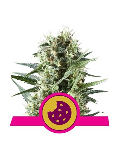 Royal Cookies X3 - Royal Queen Seeds