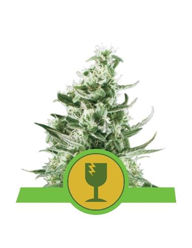 Royal Critical Auto X3 - Royal Queen Seeds