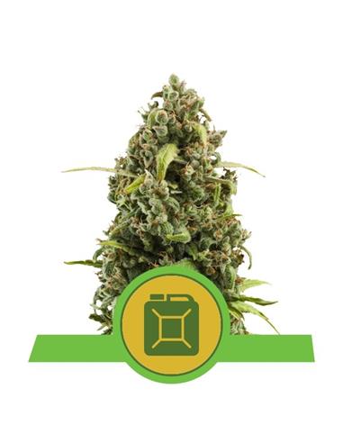 Royal Diesel Auto X3 - Royal Queen Seeds