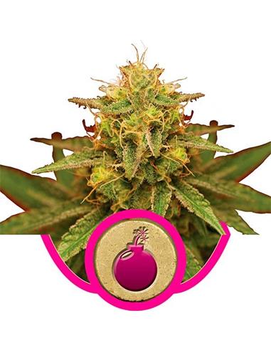 Royal Domina X3 - Royal Queen Seeds