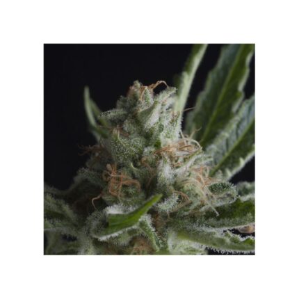 SHARK  FEM X5+2-PYRAMID SEEDS