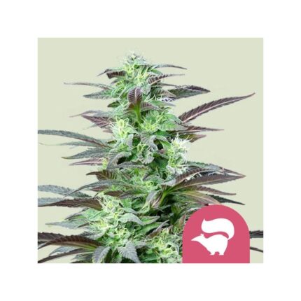 SKUNK XL FEM X100-ROYAL QUEEN SEEDS