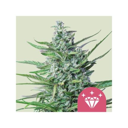 SPECIAL KUSH N1 FEM X100-ROYAL QUEEN SEEDS