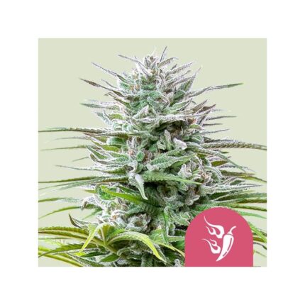 SPEEDY CHILE FAST FEM X100-ROYAL QUEEN SEEDS