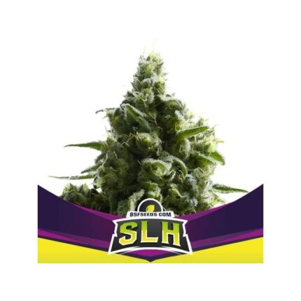 SUPER LEMON HAZE FEM X2-BSF