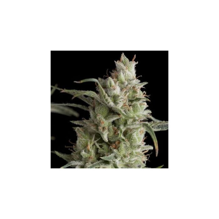 SUPER OG KUSH  FEM X5+2-PYRAMID SEEDS