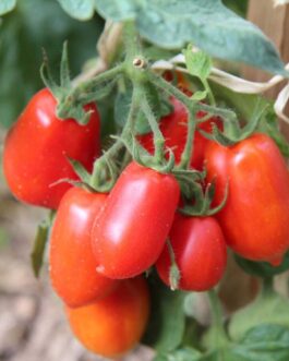 Semillas de Tomate Pera