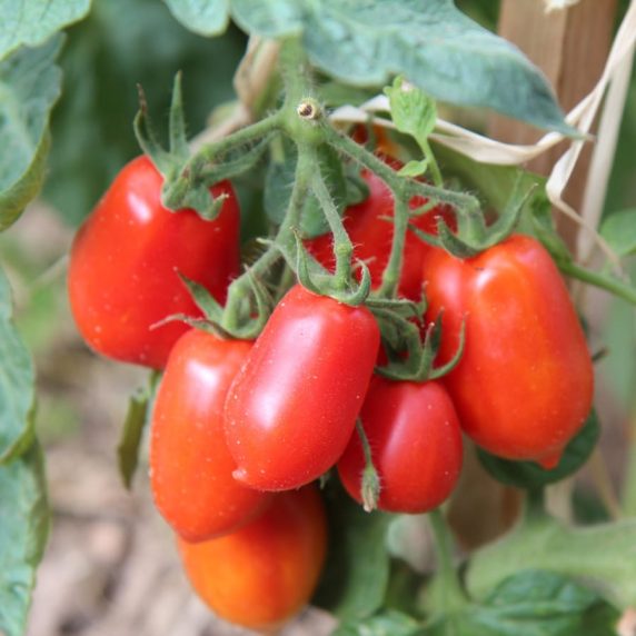 Semillas de Tomate Pera Verdor